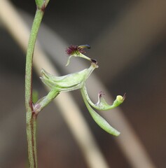 Arthrochilus prolixus