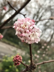 Viburnum farreri
