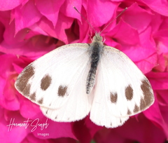Pieris brassicae