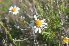 Argyranthemum