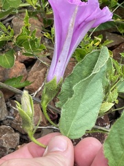 Ipomoea ommanneyi