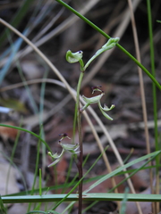 Arthrochilus prolixus