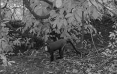 Cercopithecus neglectus