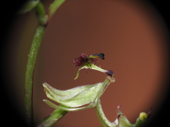 Arthrochilus prolixus