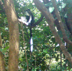 Cercopithecus neglectus