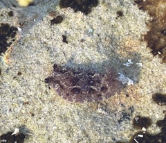 Dendrodoris krusensternii