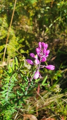 Comesperma ericinum