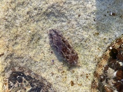 Dendrodoris krusensternii