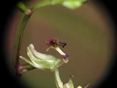 Arthrochilus prolixus