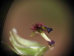 Arthrochilus prolixus