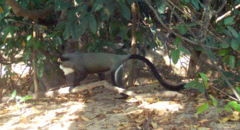 Cercopithecus neglectus