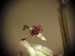 Arthrochilus prolixus