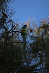 Barnardius zonarius zonarius