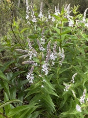 Veronica derwentiana