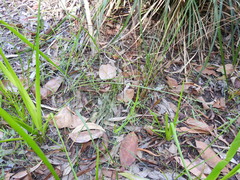 Arthrochilus prolixus