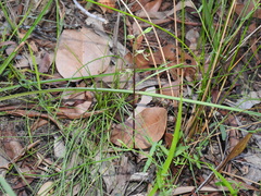 Arthrochilus prolixus