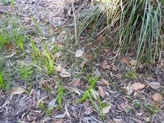 Arthrochilus prolixus