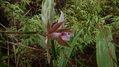 Phaius