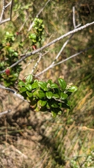 Rhagodia candolleana