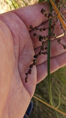 Rhagodia candolleana