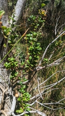 Rhagodia candolleana
