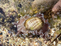 Hydatina physis
