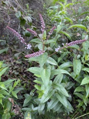 Veronica derwentiana