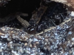 Chelaner antarcticus