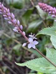 Veronica derwentiana