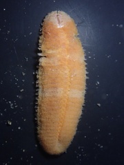 Euphrosine aurantiaca