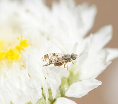 Austrotephritis poenia