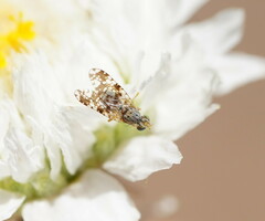 Austrotephritis poenia