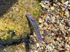 Hypselodoris bennetti