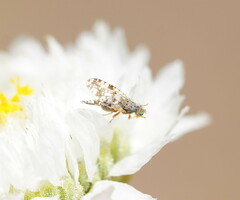 Austrotephritis poenia
