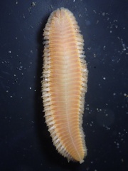 Euphrosine aurantiaca