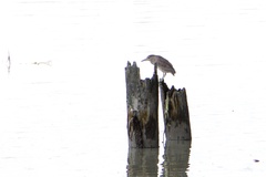 Nycticorax nycticorax