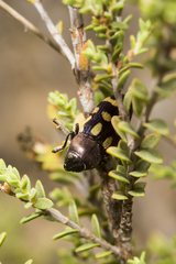 Castiarina decemguttata