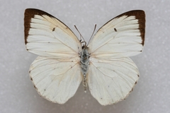 Catopsilia pyranthe pyranthe