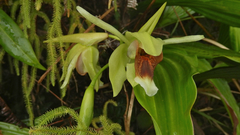 Coelogyne lycastoides