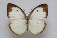 Catopsilia pyranthe pyranthe