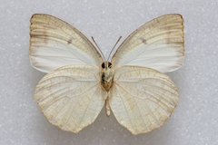 Catopsilia pyranthe pyranthe