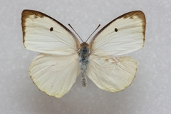 Catopsilia pyranthe