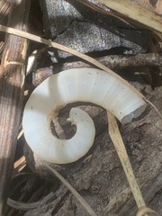 Spirula spirula