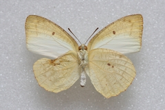 Catopsilia pyranthe