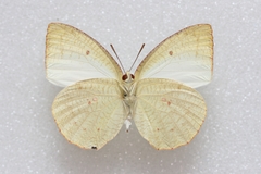 Catopsilia pyranthe