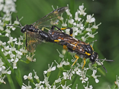 Macrophya montana