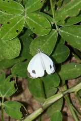 Leptosia nina