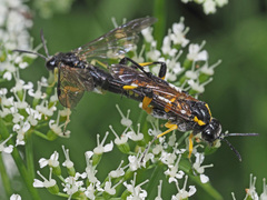 Macrophya montana