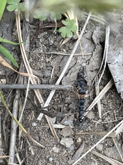 Myrmecia haskinsorum