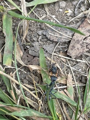 Myrmecia haskinsorum